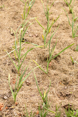 Young garlic plants mulched with dry straw