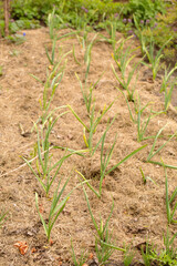 Young garlic plants mulched in an organic garden