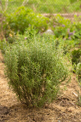 A beautiful rosemary bush mulched with dry straw