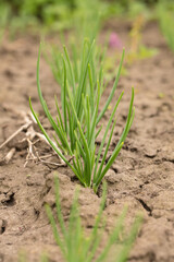 young onion in dried cracked earth in garden