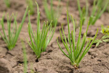green onion in dried cracked earth in garden