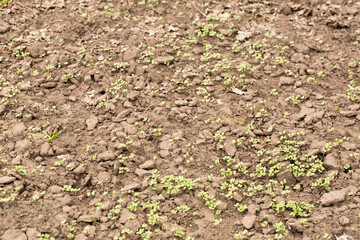 sowing of mustard for organic fertilization