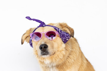 blue eyed cinnamon bitch with turban and purple sunglasses ready for march 8th