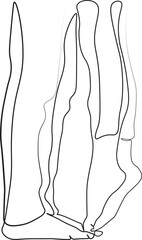 One continuous line drawing of  legs of the kissing couple. Abstract Linear Silhouette on White. 