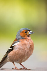 Portrait of a finch on the road