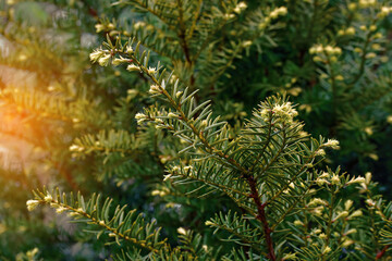 Green yew or taxus bush texture, yew tree, green background.