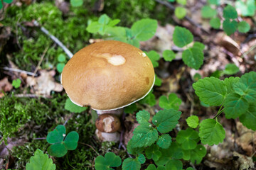 beautiful closeup of forest mushrooms in grass, autumn season. little fresh mushrooms, growing in Autumn Forest. Mushroom picking concept.