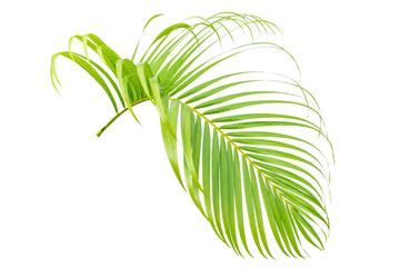 Fresh green leaf of palm with water drop on leaf tree, plam leaf,coconut leaf, isolated on transparent background. PNG File