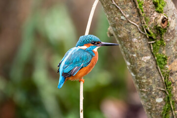 kingfisher on branch