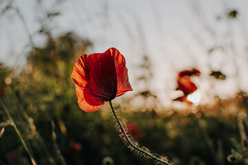 Obraz premium Mohnblumen