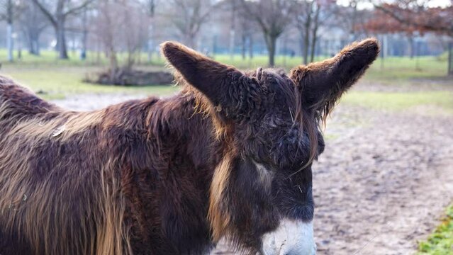 A furry Poitou donkey or Baudet du Poitou standing around on a sunny day late winter.
