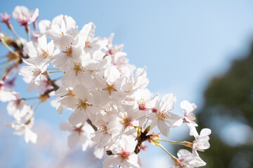 春を感じる桜の壁紙
