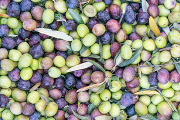 ripe green and black olive fruits background