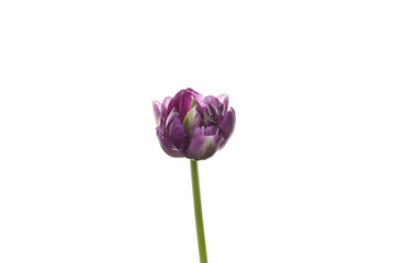 Obraz premium Flower isolated on white background, close up