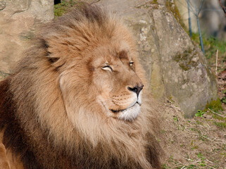 portraot of Lion male resting in the sun