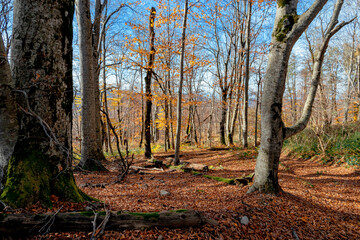 Amazing forest with bright foliage. A bright autumn forest under a blue sky. Autumn landscape. Journey. Autumn landscape with autumn leaves and warm light illuminating the golden foliage. 