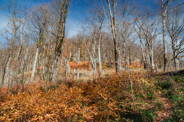 A bright autumn forest under a blue sky. Amazing forest with bright foliage. Autumn landscape. Journey. Autumn landscape with autumn leaves and warm light illuminating the golden foliage. 