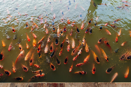 Many hungry fancy carp fishes, yellow, red, orange, white koi carp are opening their mouths begging for food.