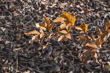 Autumn background. Yellow fallen leaves in the autumn forest.