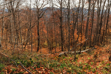Fototapeta premium Trees in the autumn forest on a bright sunny day. Colorful landscape. Amazing forest with bright yellow foliage. Autumn landscape with tall trees and warm light illuminating the golden foliage. 