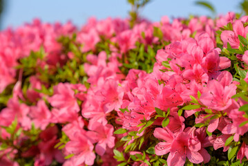 Pink azalea flower, in full bloom, Rhododendron