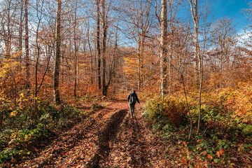 A tourist with a backpack in the middle of an autumn forest. Autumn landscape with tall trees and warm light illuminating the golden foliage. Trees in the autumn forest on a bright sunny day.