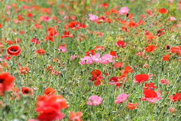 Red and pink flower of corn poppy, Papaver rhoeas