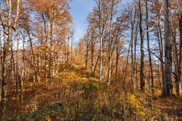 Fototapeta premium Autumn landscape with autumn leaves and warm light illuminating the golden foliage. Amazing forest with bright foliage. A bright autumn forest under a blue sky. Autumn landscape. Journey. 