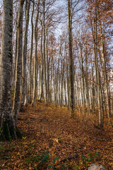 Fototapeta premium Amazing forest with bright foliage. Autumn landscape with autumn leaves and warm light illuminating the golden foliage. A bright autumn forest under a blue sky. Autumn landscape. Journey. 