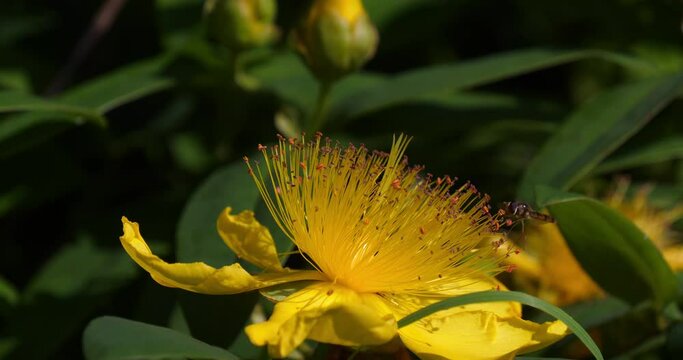 St. John's wort, hypericum sp, Leaves and Yellow Flower, Normandy in France, Real Time 4K