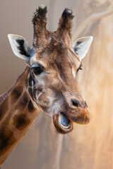 Portrait of Rothschild giraffe, Giraffa camelopardalis rothschildi, against light brown background