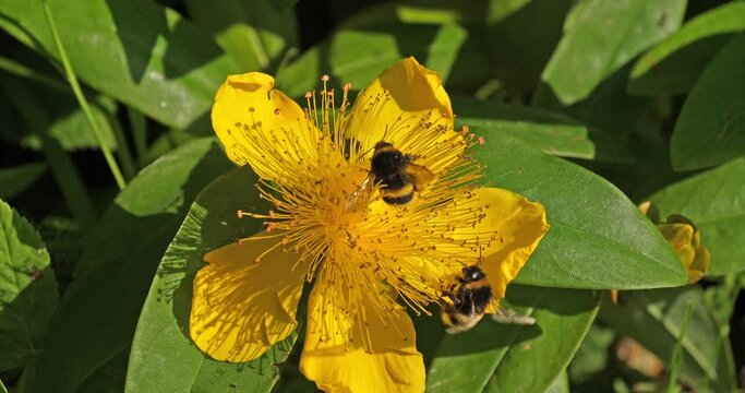 Bumblebee, bombus sp. on St. John's wort, hypericum sp, Leaves and Yellow Flower, Normandy in France, Real Time 4K