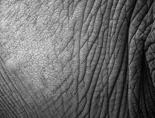 Gray Elephant Skin Texture Background - abstract structure
