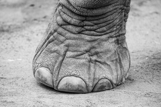 Close up black and white image of african elephant foot