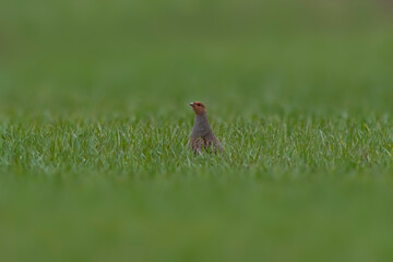a small partridge looks out of a green wheat field in spring