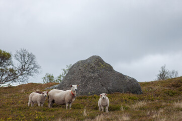 Obraz premium Sheep family walking to fjord mountains in North of Norway at moody summer day