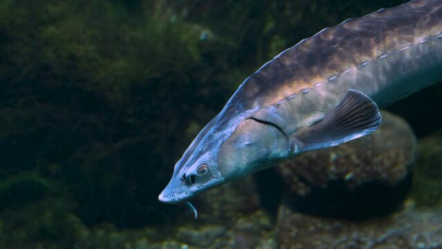 Osteichthyes Bilder Durchsuchen 2,468 Archivfotos, und