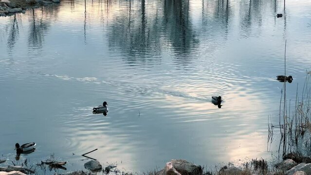 A small quiet lake at sunset, wild ducks swim slowly on the surface.