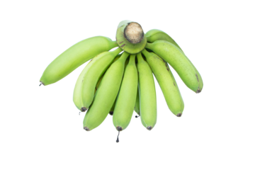 Banana big ball (Musa acuminata). Fresh green banana old bunch about to ripen fruit for healthy bones. It is popular to eat all over the world. Isolated on cutout PNG.