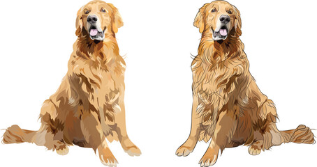 Golden retriever smiling dog in a sitting pose. Logo design, popular color, breed pet character postcard art. Funny dog mascot. Detailed illustration with shadows. Cartoon style. Kind breed dog.