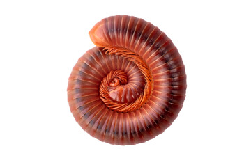 close-up of millipede curled up on the white background, See the legs of millipede in a hundred legs, on transparent backgrond, PNG File