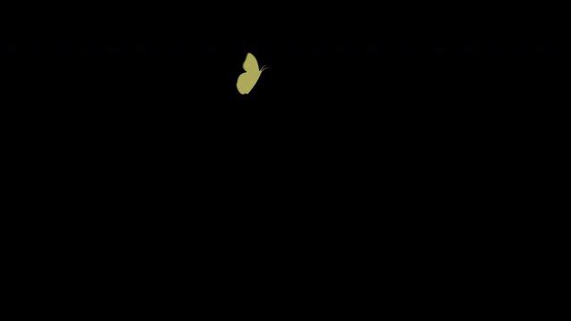 Loop animation of butterfly flying transparent background with an alpha channel.