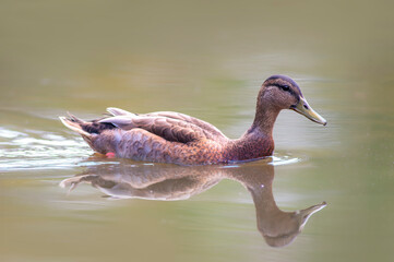 a mallard swims on a pond