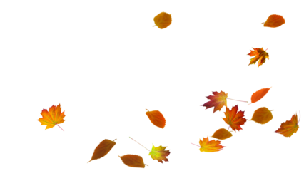 autumn colored fall leaf texture on transparent background overlay