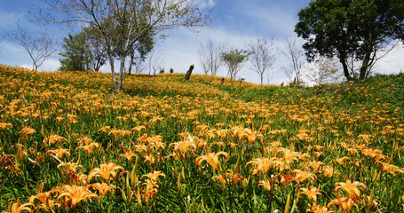 Flower field of beautiful orange daylily in Taimali Kinchen Mountain in Taitung of Taiwan
