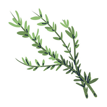 PNG image cooking herbs icon transparent background
