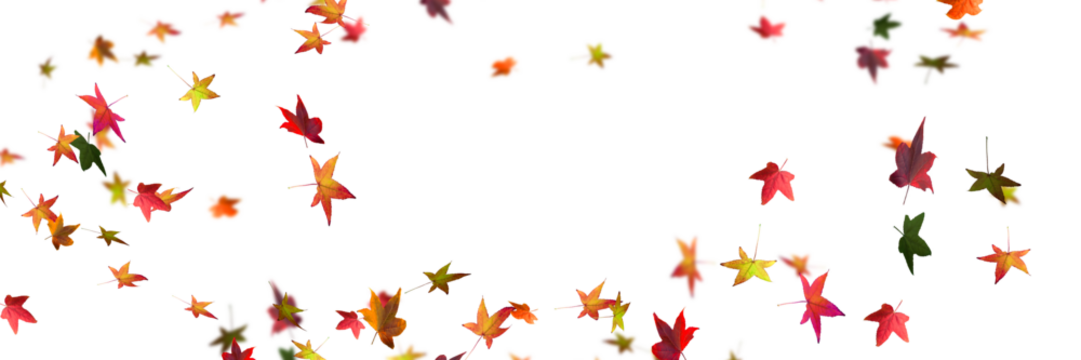 frame from colorful fall leaves in motion in autumn wind on transparent background, natural overlay texture for fall season