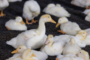 White duck in the local farm