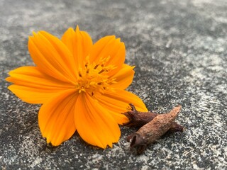 Herbal flowers in Sri Lanka.