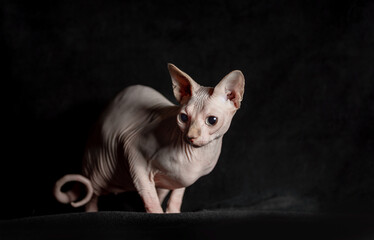 portrait of pink hairless sphinx purebred cat lying on a dark background